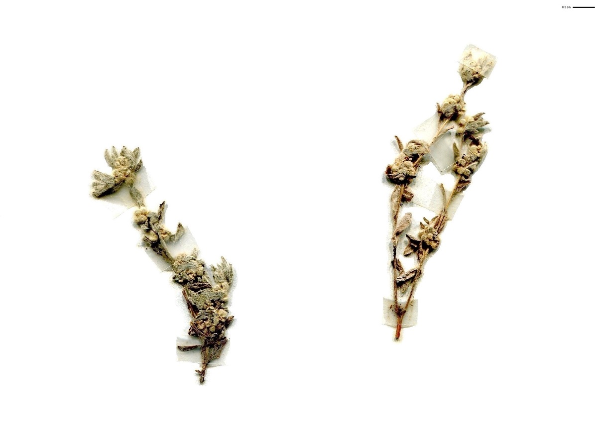 Bombycilaena erecta (Asteraceae)